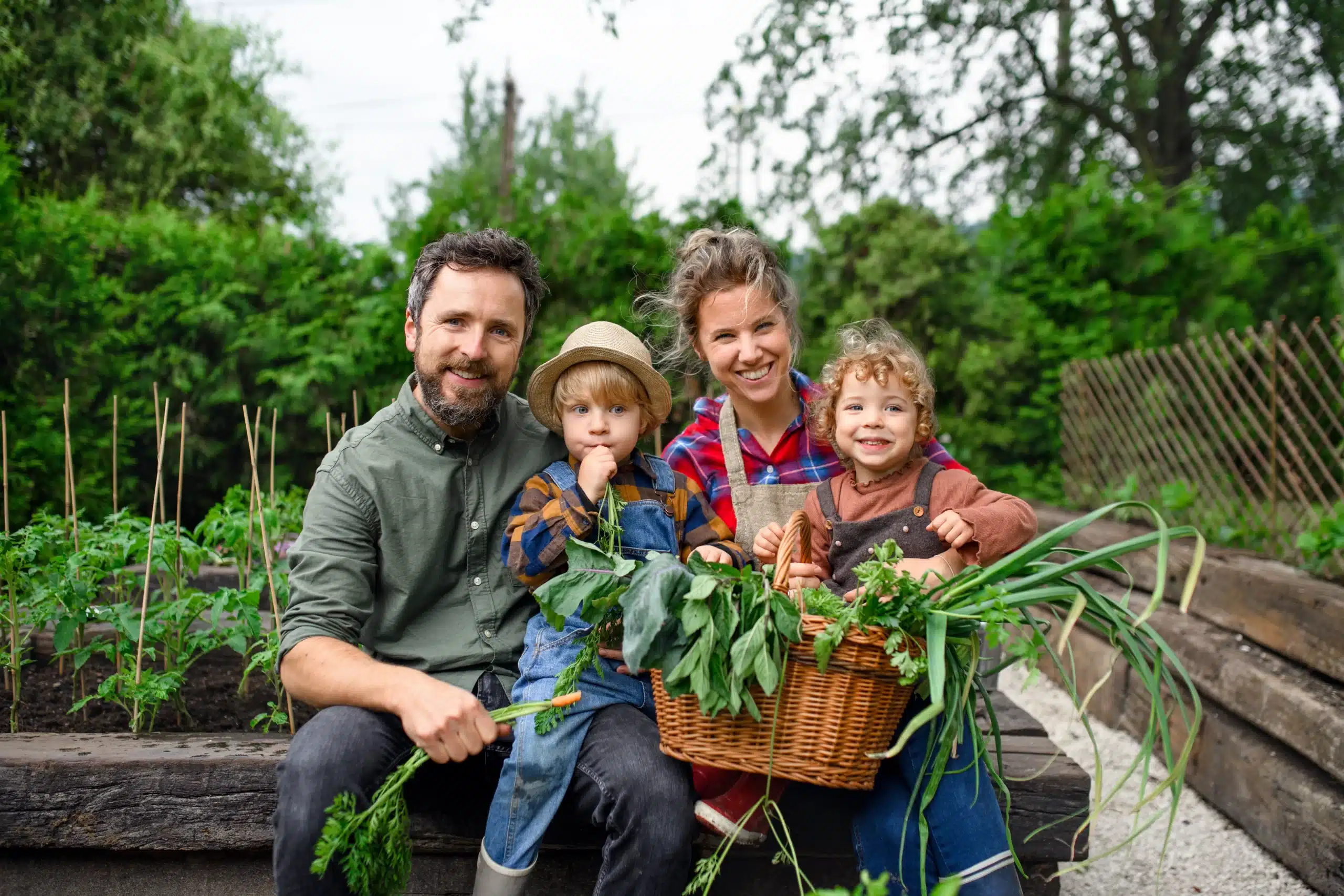 Healthy family with father, mother, and two kids happily collecting fresh vegetables in a garden